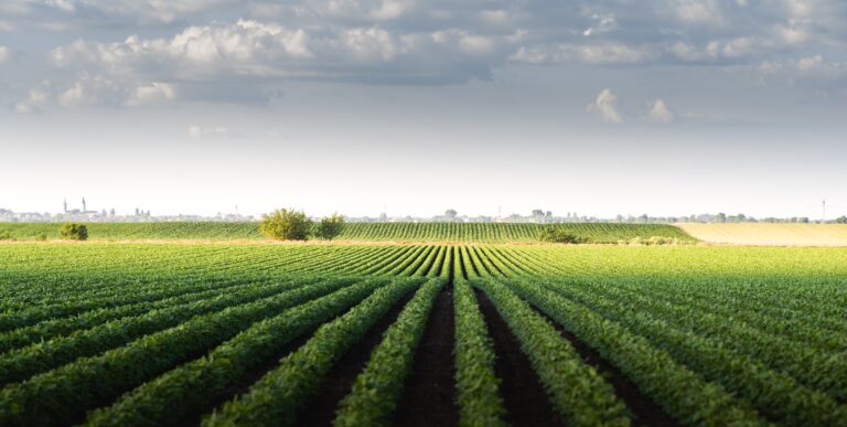 Biofuel Field